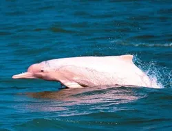 Tan & Pig Islands: Guided Speedboat Tour from Koh Samui + Pink Dolphin Spotting
